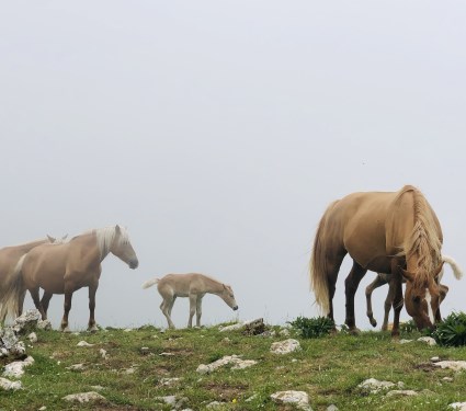 i bellissimi cavalli selvaggi
